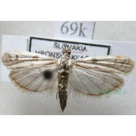 Phycitodes binaevella (Hübner, 1813) Slovakia69k